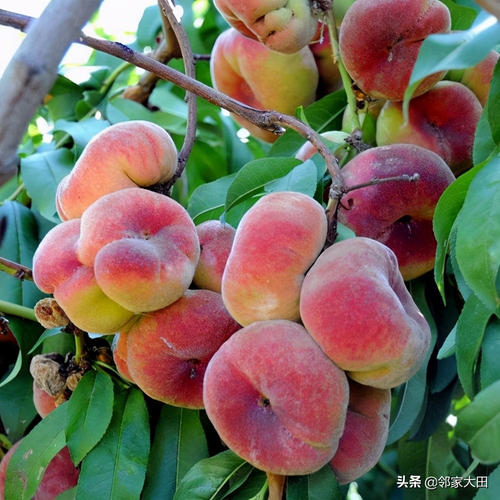 又是一年桃红时，让我们来看看，中国及湖北鲜桃出产分布吧