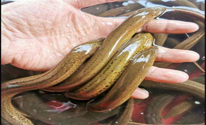 黄鳝饲养方法视频,人工饲养黄鳝多久可上市
