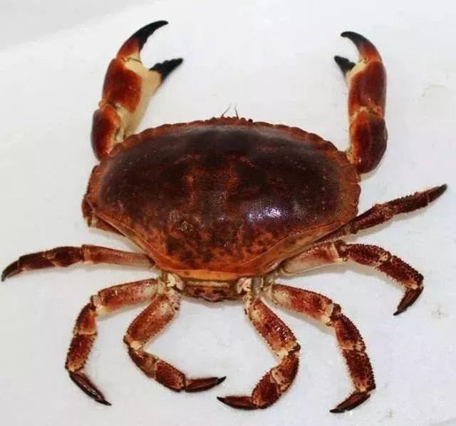 哪种海鲜的味道最鲜美,世界上最鲜美的海鲜