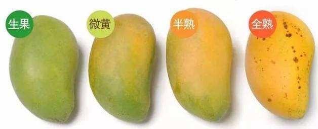 芒果挑选小指南,芒果要如何挑选