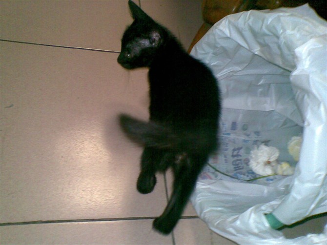 中华田园猫黑猫绿眼,中国田园猫咪黑猫