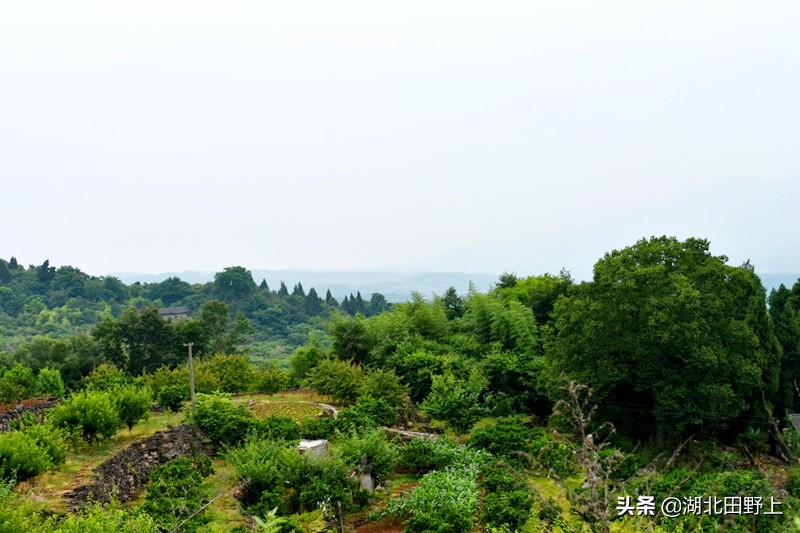推荐的民宿采摘,浙江隐匿山野的民宿桃源仙境