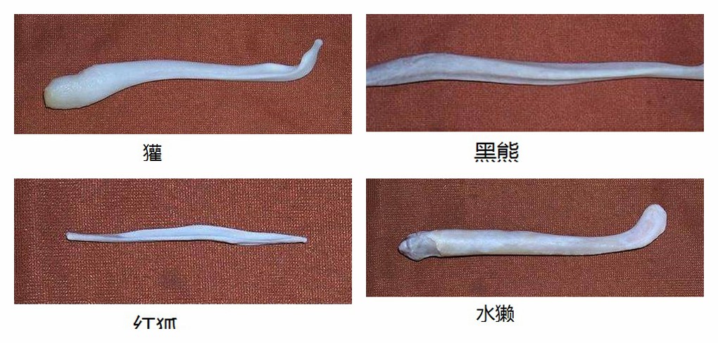 “阴茎骨”是什么？它有什么作用？