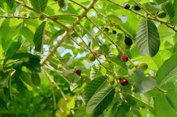 中国最危险的树是啥树,世界上最危险的树千万不要碰