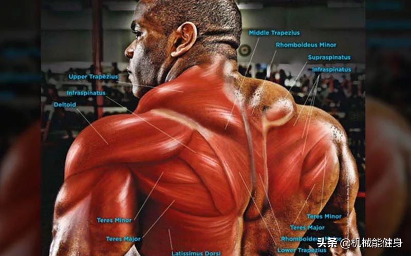 健身美背小背心一体式推荐,在健身房想练腿练哪些