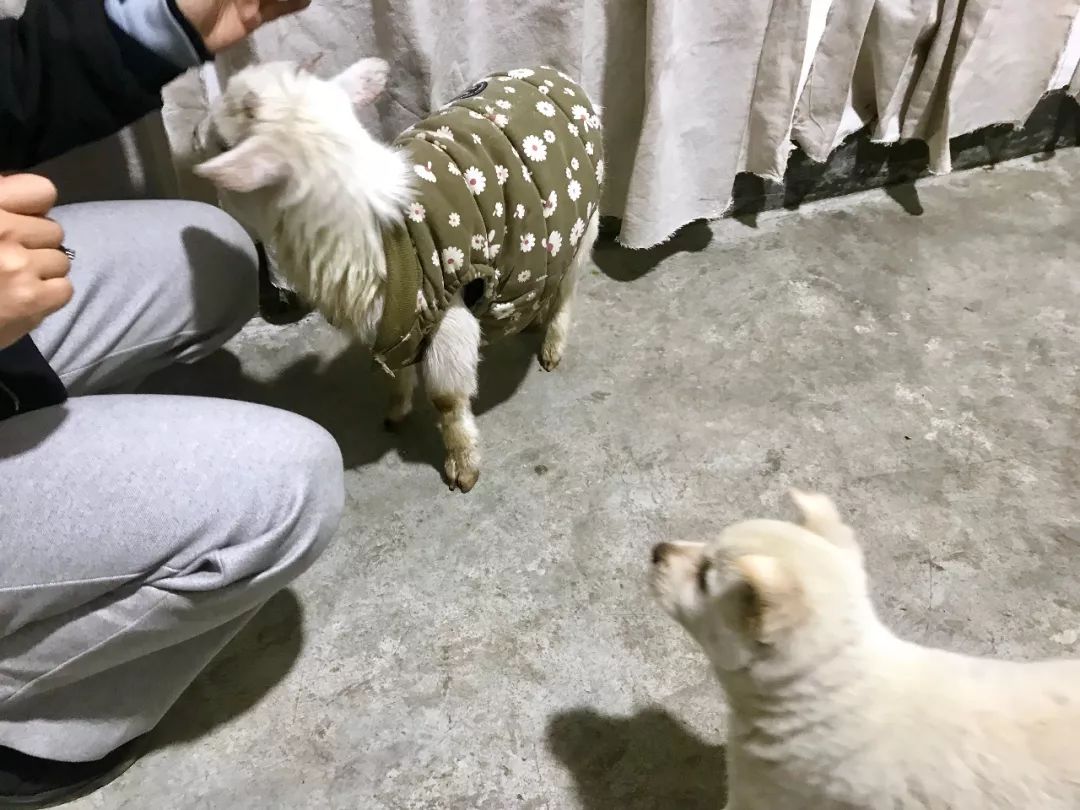 被狗咬出血的伤口怎么处理,被狗咬出血了怎么处理