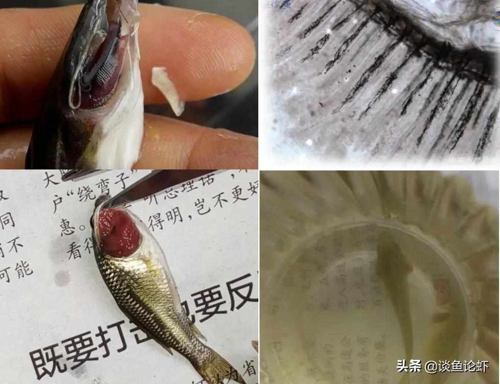 鳃霉病怎么治疗最快最有效,鳃霉净的作用