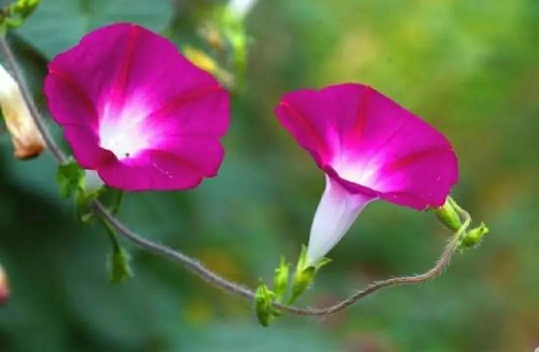 奇葩造型花:头上长草,心中有鬼,白月光。白天不开你非要晚上开