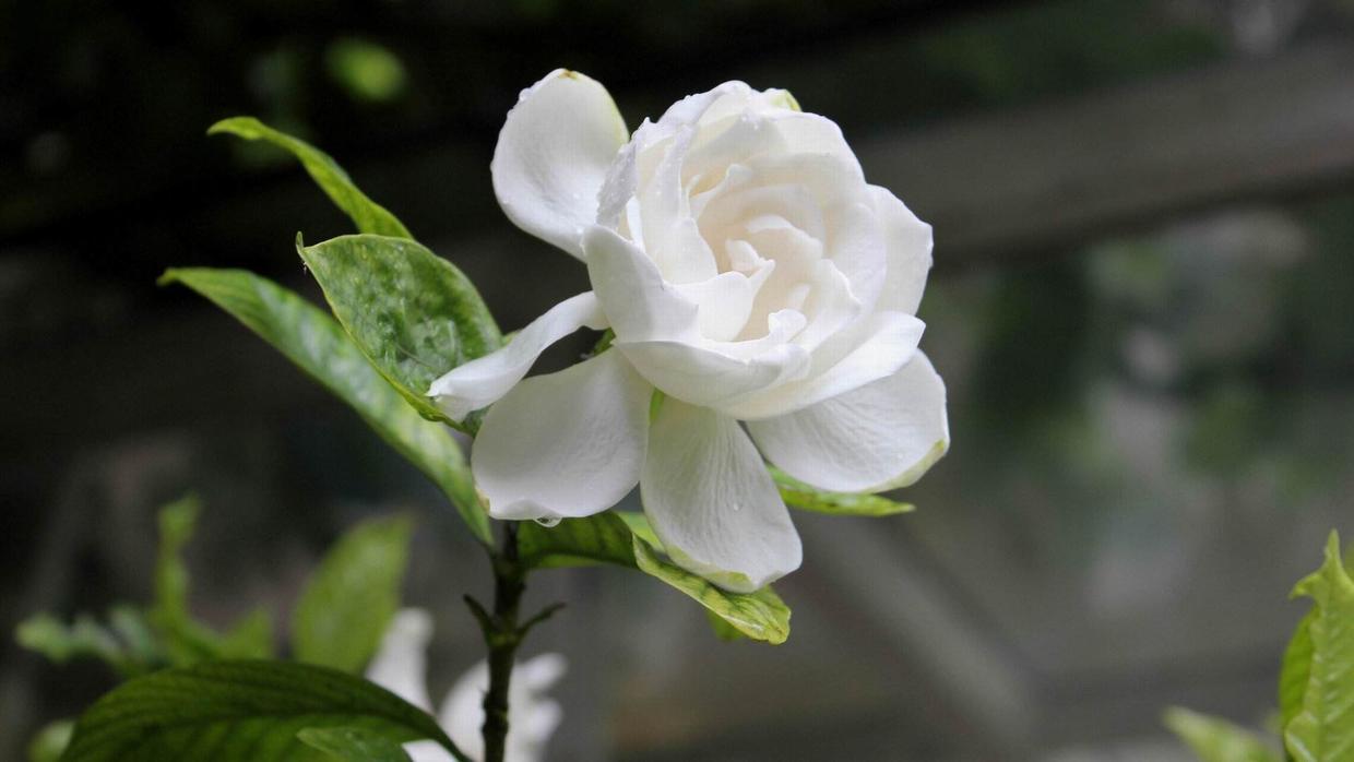 栀子花黄叶掉叶换土春季,给栀子花换土以后为什么会黄叶