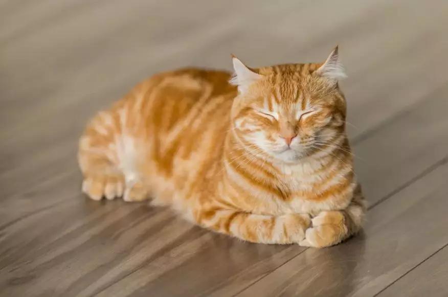 猫咪突然倒地抽搐是什么疾病,猫咪睡觉有时候会抽搐怎么回事