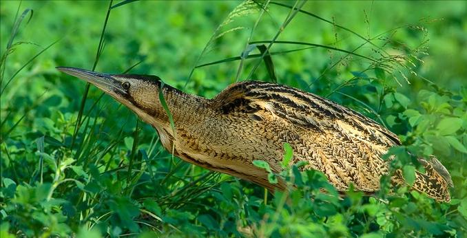 东江揽胜,惠州淡水常见鸟类图谱
