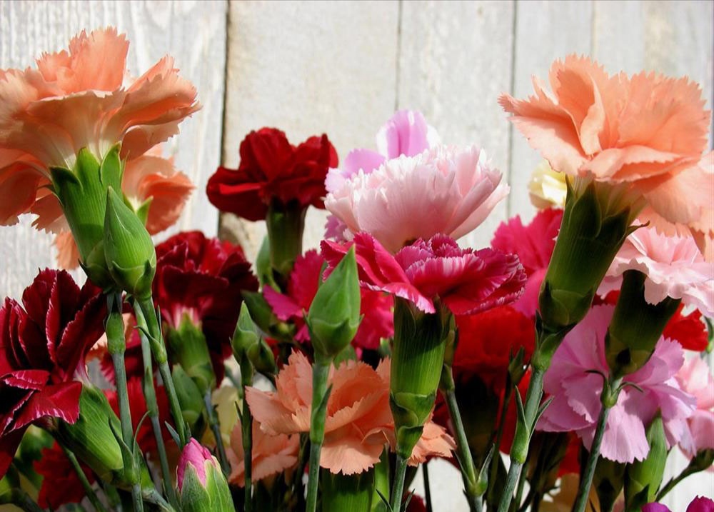 网购的康乃馨有小虫子,康乃馨花枯死了怎么救活