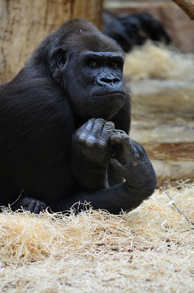 野人42.女野人想干什么？猎人陈山根被她劫持到悬崖上的山洞
