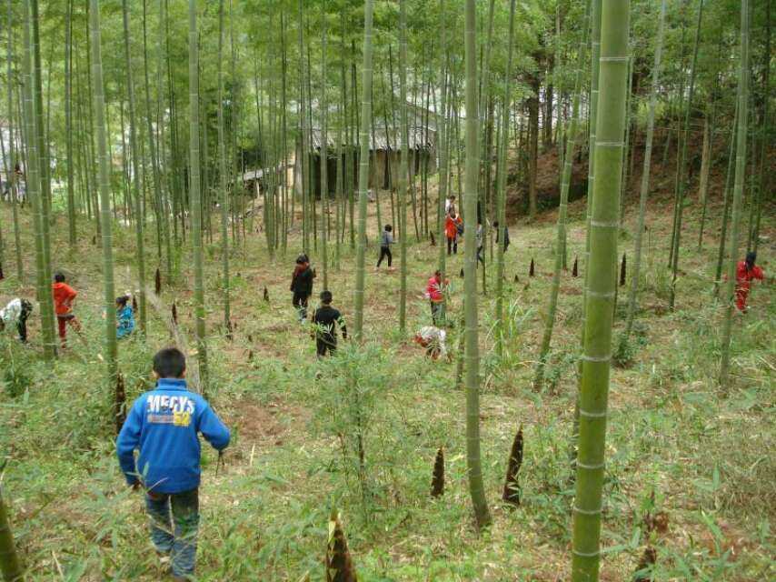 从化挖笋的地方,从化旅游攻略夏日旅行
