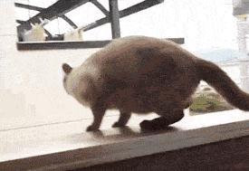 「搞笑段子」:各种内涵段子,囧囧搞笑趣图