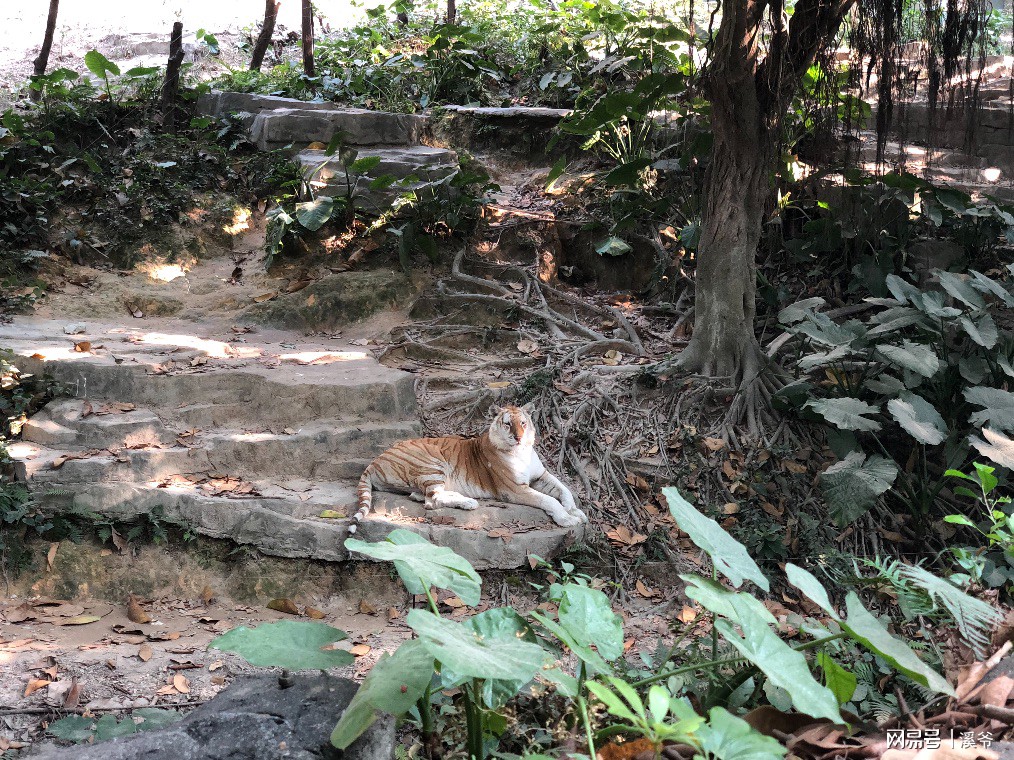 打卡国内热门榜1亲子游--广州长隆旅行攻略附带震撼价格！