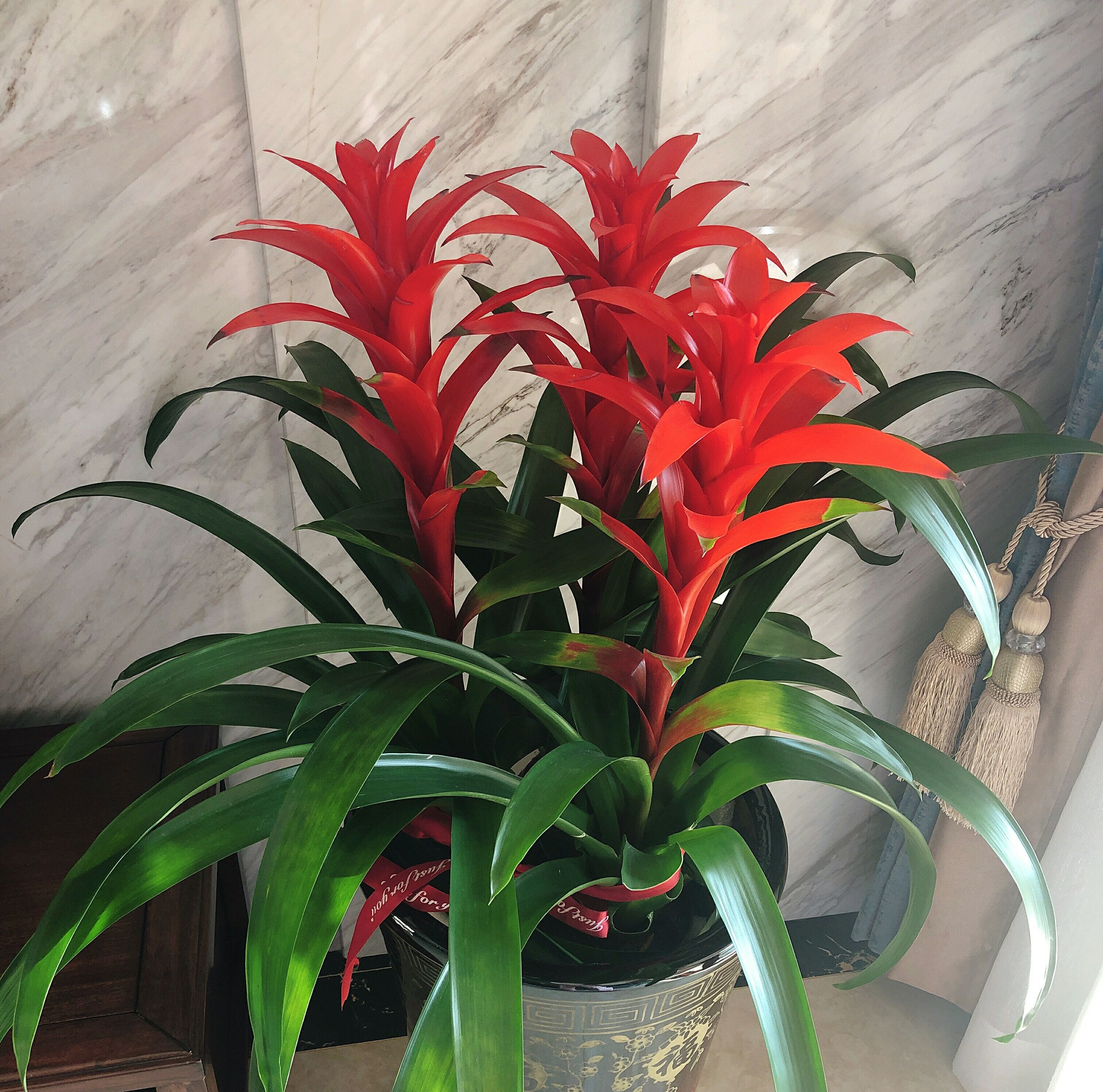 家里放财气的六种花,家里养什么花最好运气最旺