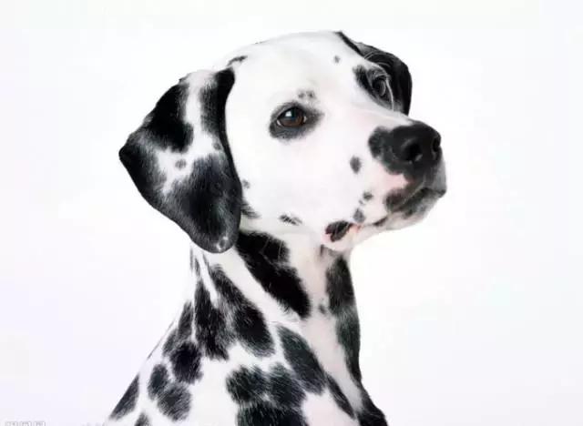 身价最高的狗,身价20亿的狗