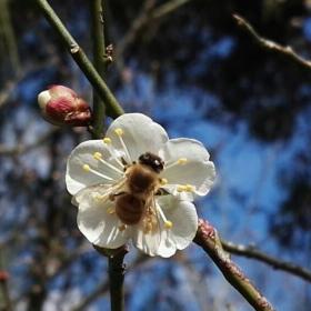 赏梅踏春最佳打卡地,现在附近公园赏梅哪里有
