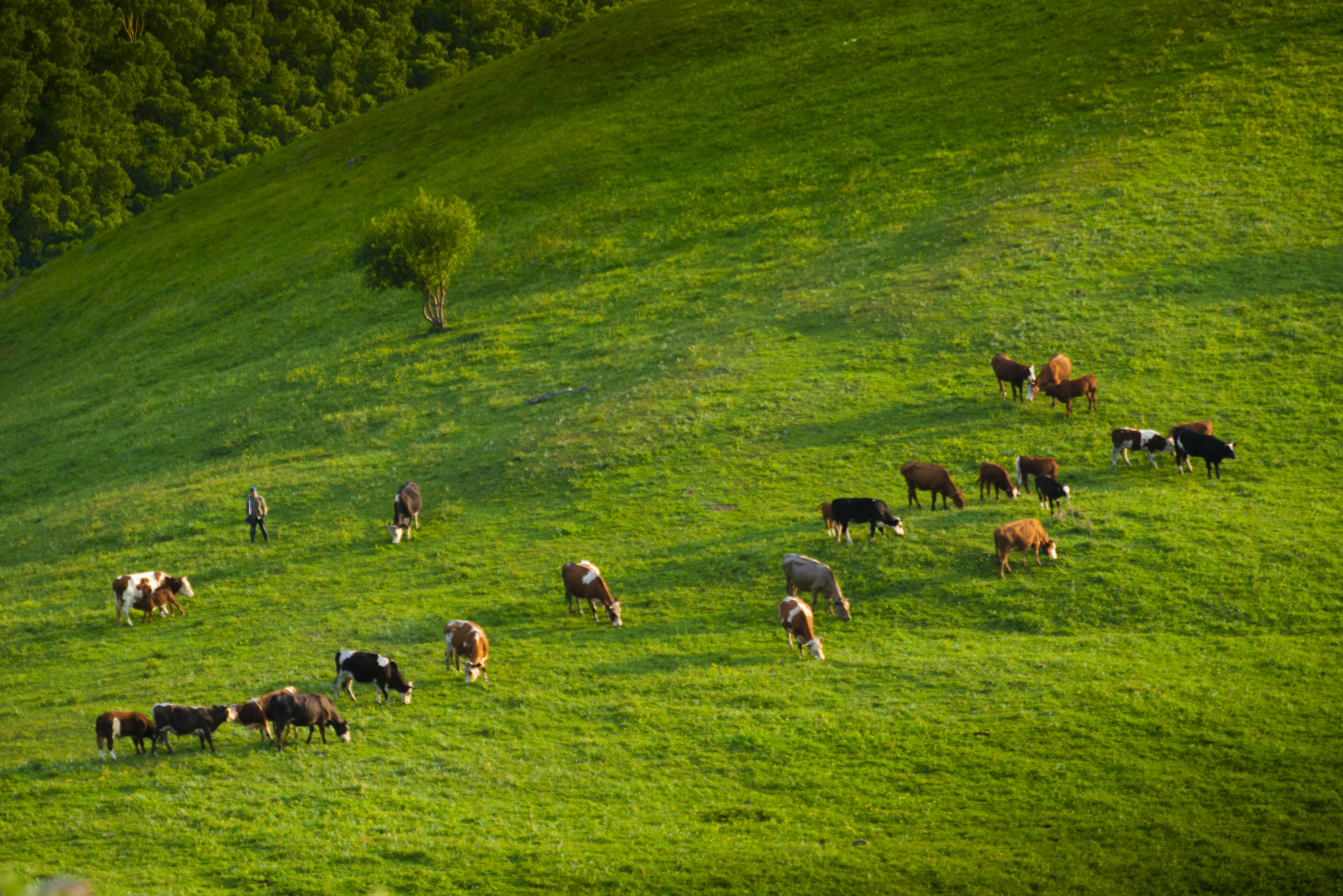 北京草原7天旅游攻略大全,距离北京最近的草原自驾游攻略