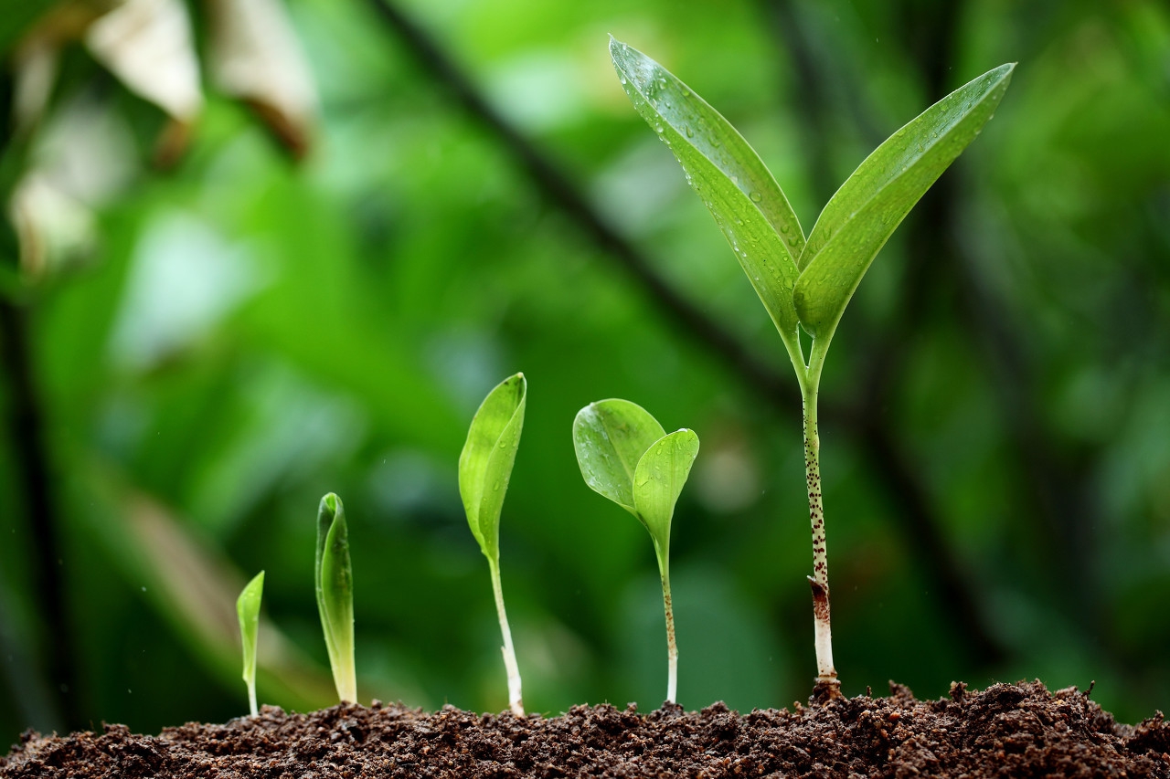 辣椒苗落叶用什么药治,辣椒长虫喷什么药效果好