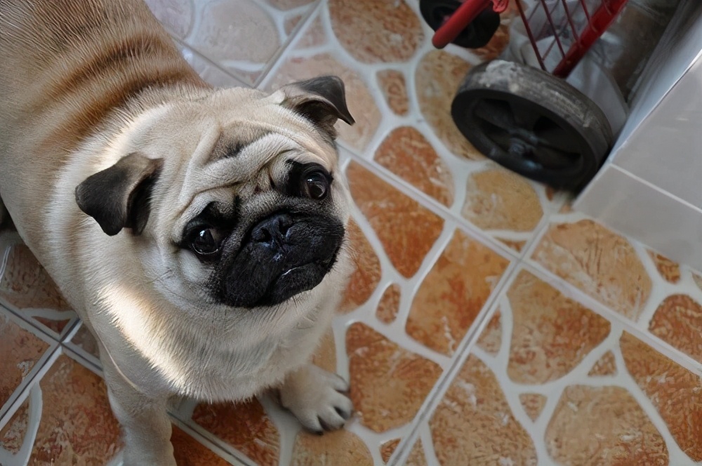 黑色巴哥犬市场价多少钱一只,巴哥犬价格一只多少钱