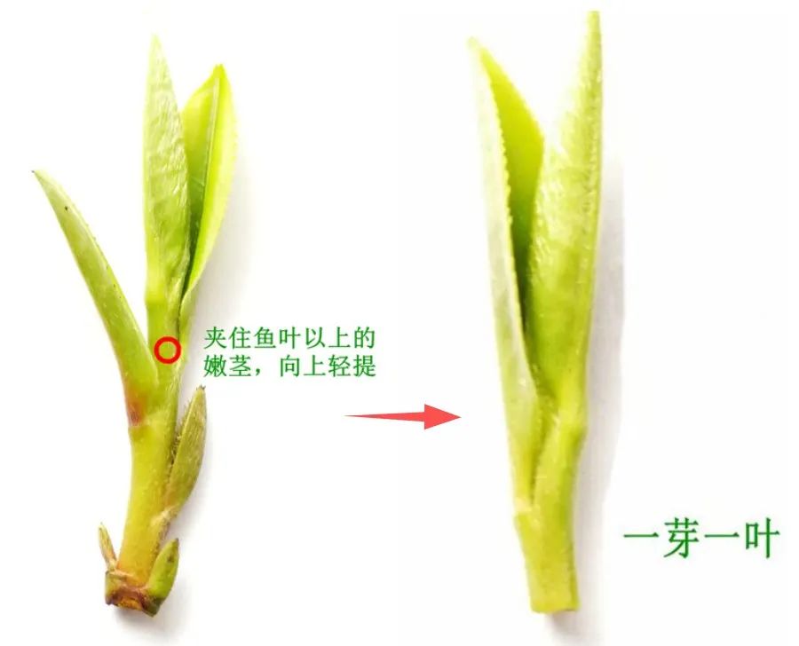 茶知识茶叶采摘推荐,手工采摘茶叶多少钱1斤