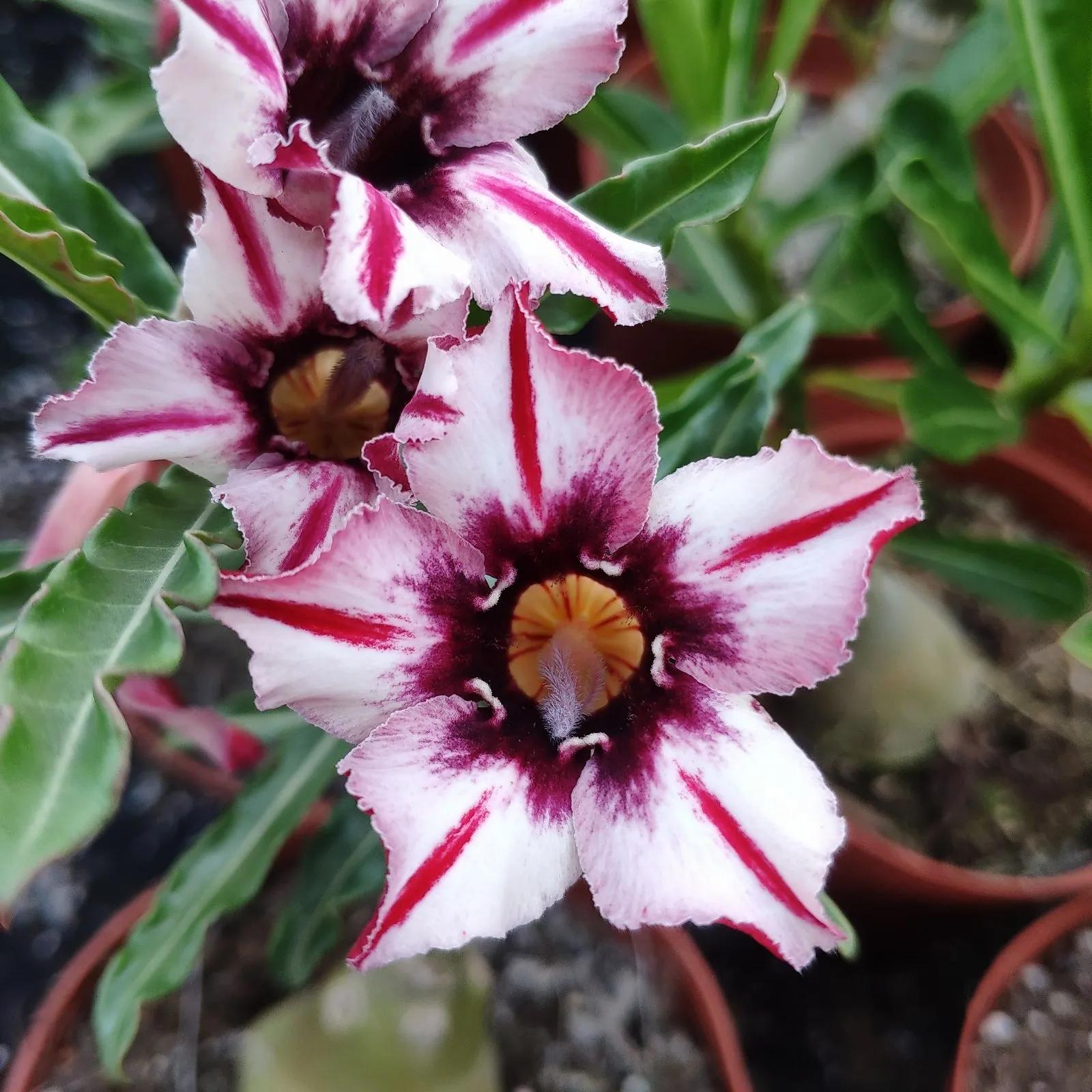 84个沙漠玫瑰品种，收起来慢慢看，待到来年春天选几种喜欢的养