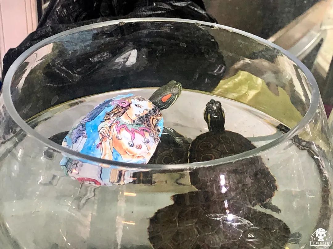 涓婃捣榛勬郸鍖轰竾鍟嗚姳楦熷競鍦鸿繕鍦ㄥ悧,涓婃捣涓囧晢鑺遍笩甯傚満鏂板潃鍦ㄤ粈涔堣矾