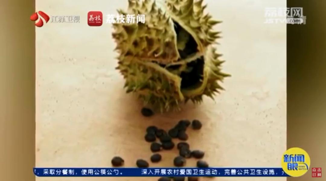 用曼陀罗种子治青春痘,偏方曼陀罗