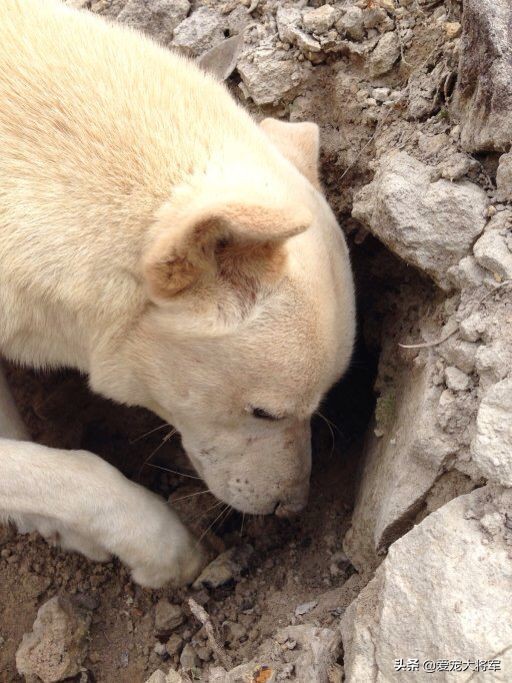 捕猎动力高的犬怎么训练,真材实料的技能
