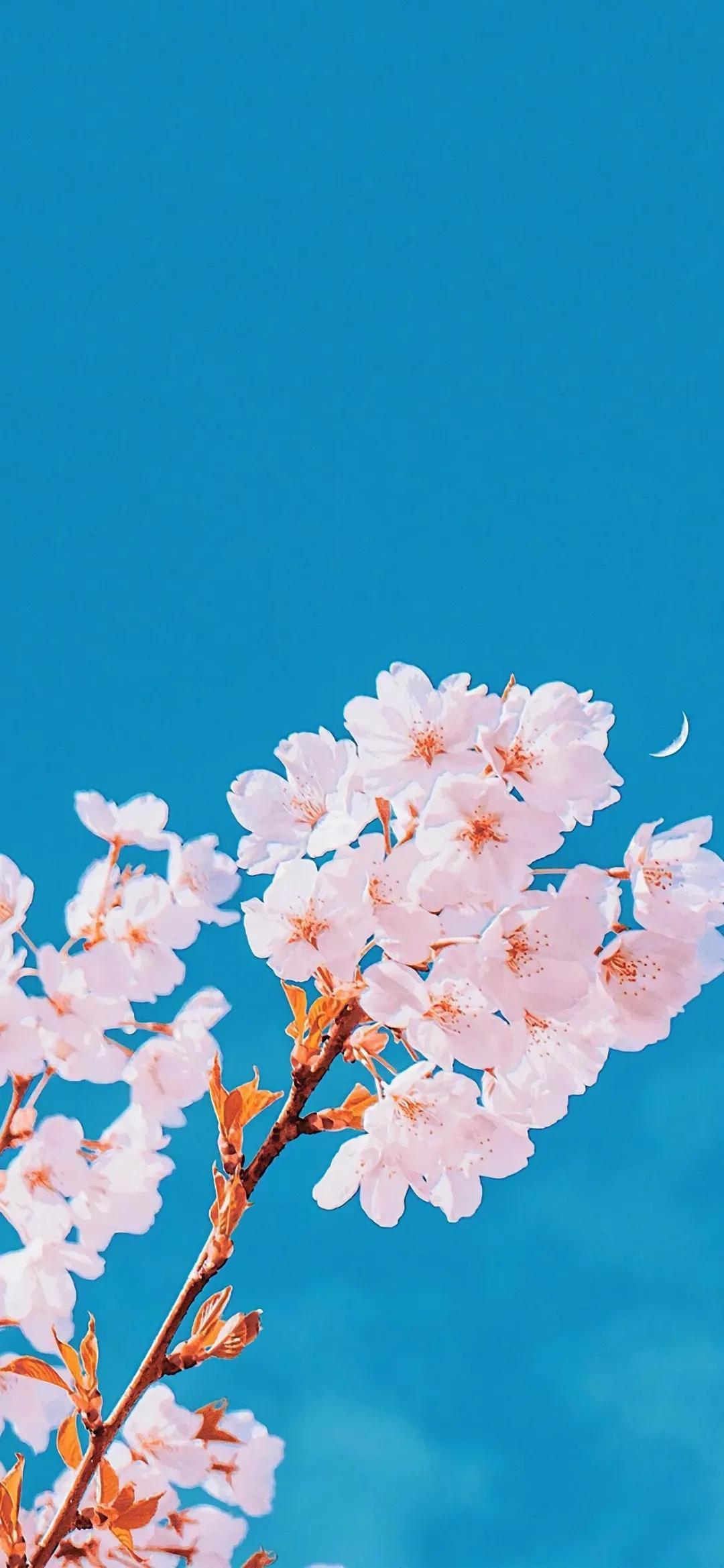 柔和养眼壁纸高清纯色,无水印干净养眼的壁纸