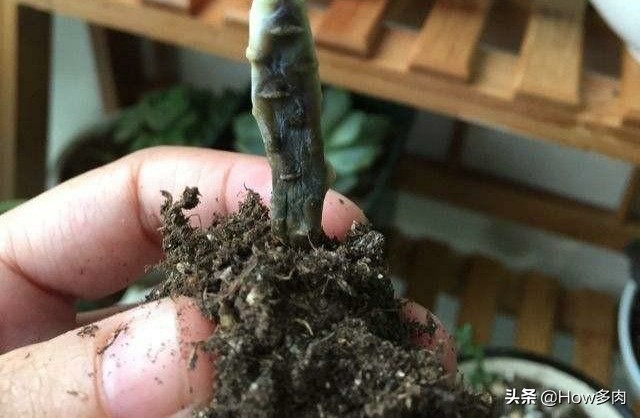 多肉千佛手夏季生长吗,千佛手多肉落叶了怎么办