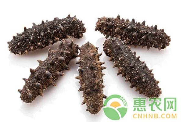 大连海参怎么分辨真假,真假海参家庭鉴别法