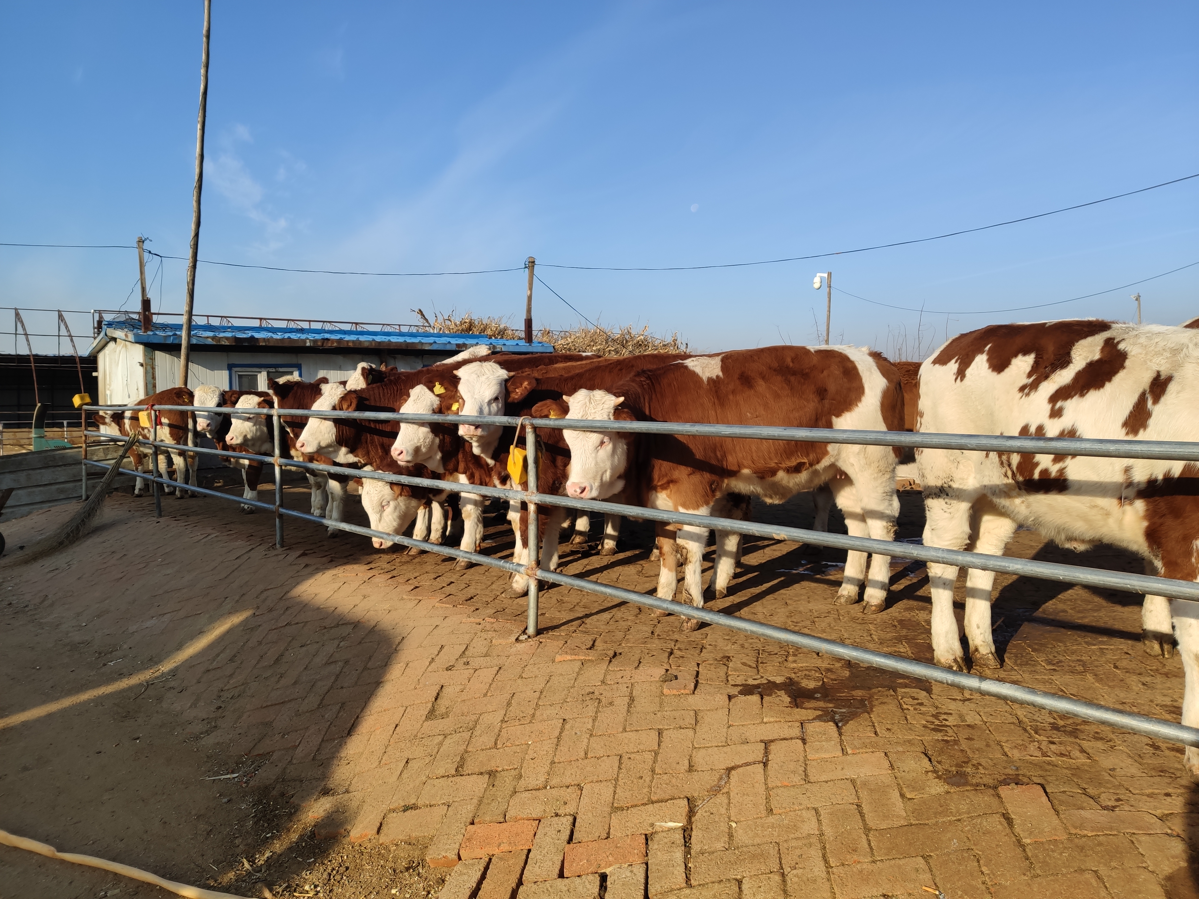 养牛人的粗心大意,造成了牛腿胯骨摔伤无法治疗,最后眼看着赔本