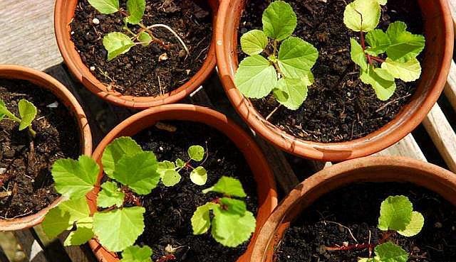 家中植物不开花用营养土可以吗,营养土哪种最好养