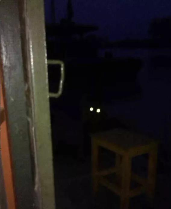 养狗真实感受图片,养狗真实的感受