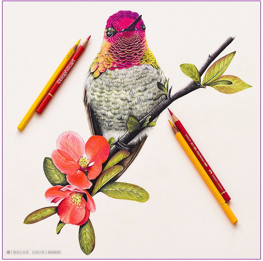 圆形牛皮纸彩铅画花鸟,彩铅画绿藤花鸟图片大全