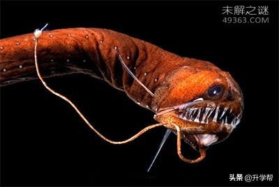 世界上最毒的深海怪鱼,深海最可怕的毒蛇鱼