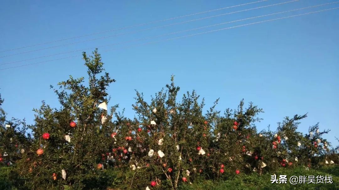 正宗的河阴软籽石榴分享给大家,河西软籽石榴