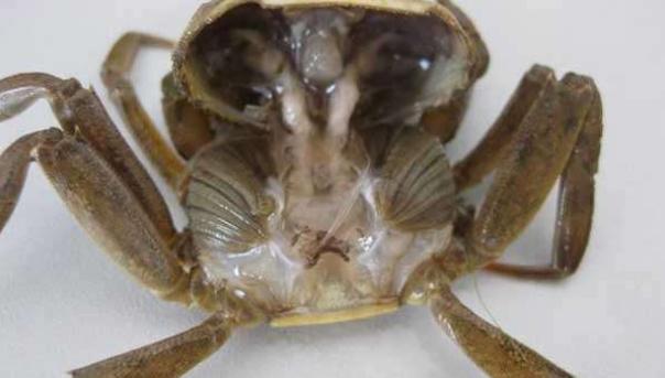 河蟹养殖的十大疾病,河蟹黑鳃用什么药