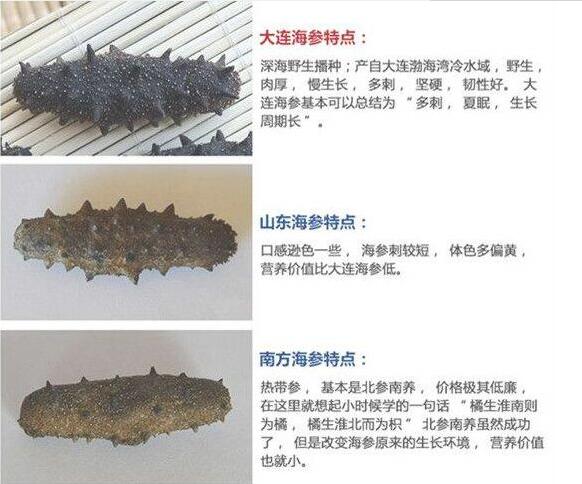 大连海参怎么辨别真假,大连海参怎么辨别真假是用药水吗