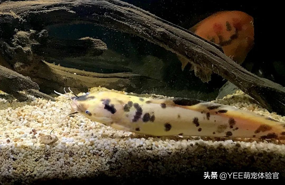 小丑武士鱼养的时候要注意什么,观赏鱼小丑武士什么状态比较正常