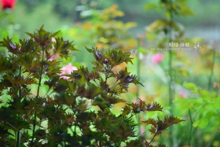 西餐常用的十三种香草介绍大全,西餐中常用的15种香料和香草