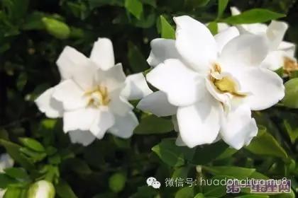 有种花叫满天星的花语是什么,每朵花都有花语而你又知道多少