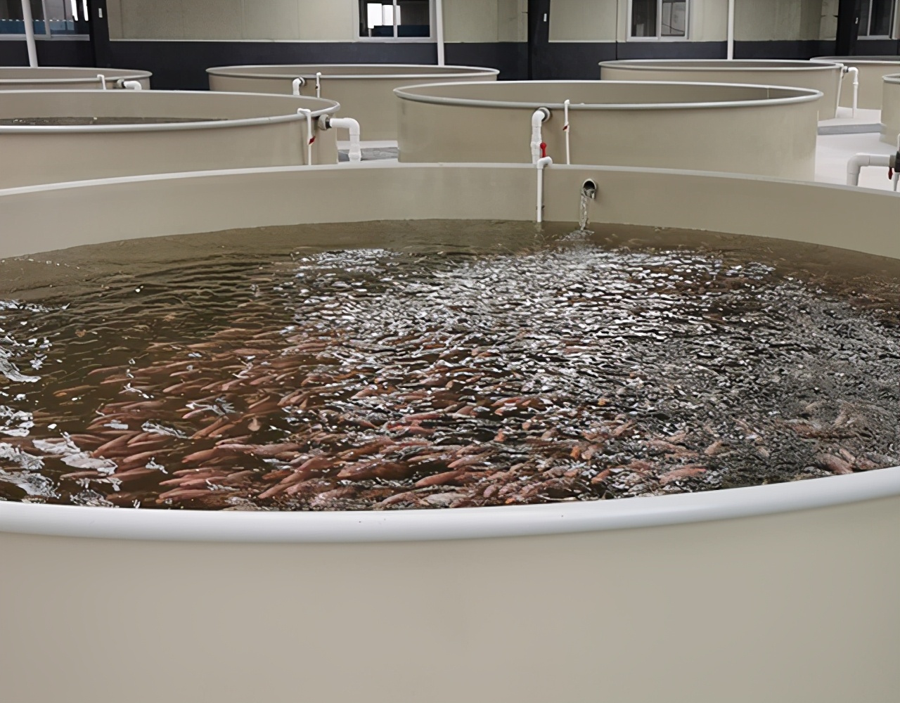 水产养殖如何增产,鱼苗养殖方法和技术