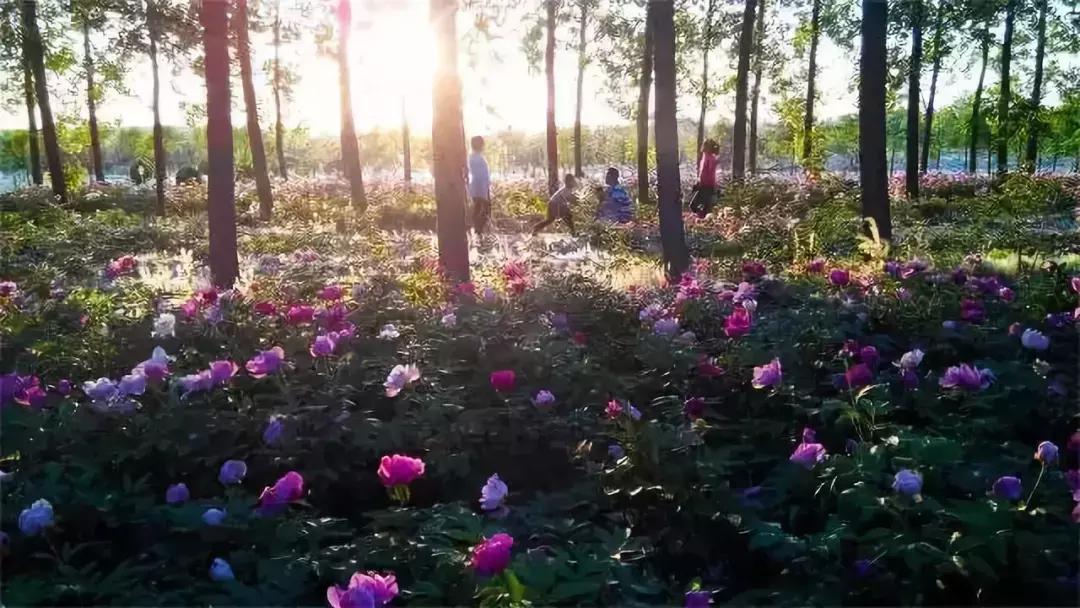 菏泽旅游必去十大景点推荐一下,菏泽本地一日游最佳景点一览表