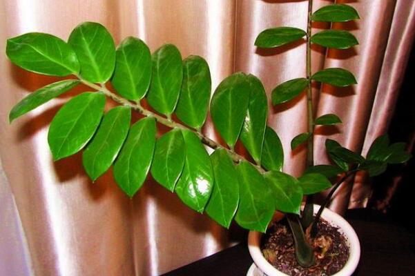 金钱树叶子发黄脱落怎么挽救,金钱树梗都发黑斑且变蔫了怎么救