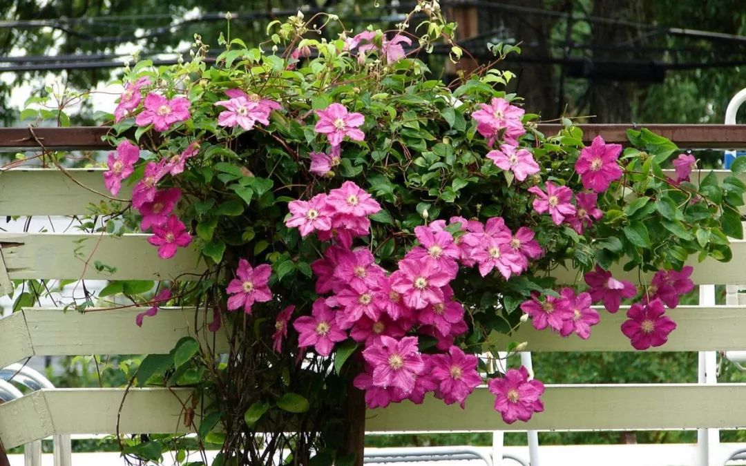 铁线莲病虫害及解决方法,铁线莲耷拉头是什么病虫害