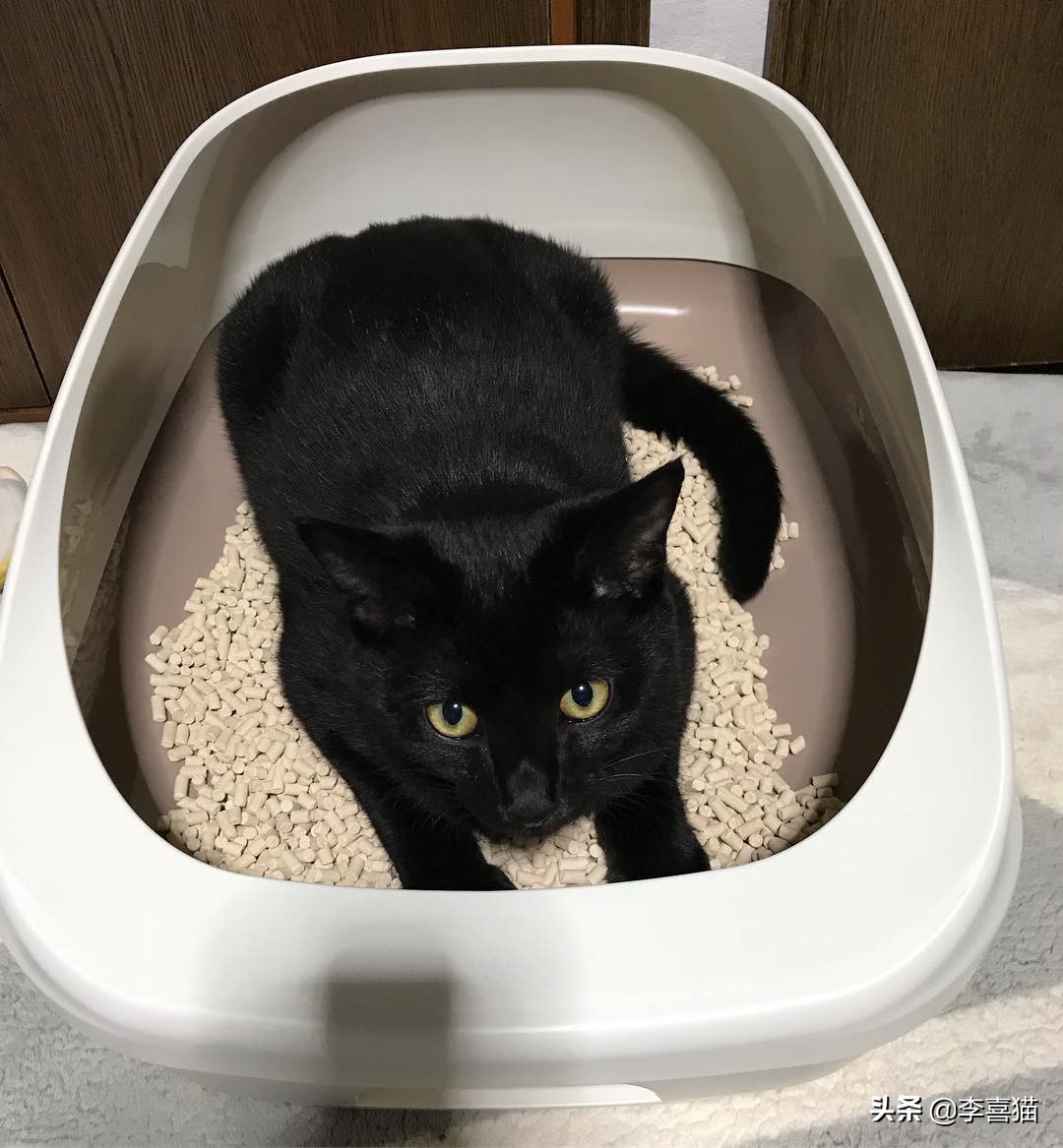 辟谣猫咪不能戴铃铛,猫咪没事喜欢咬着玩